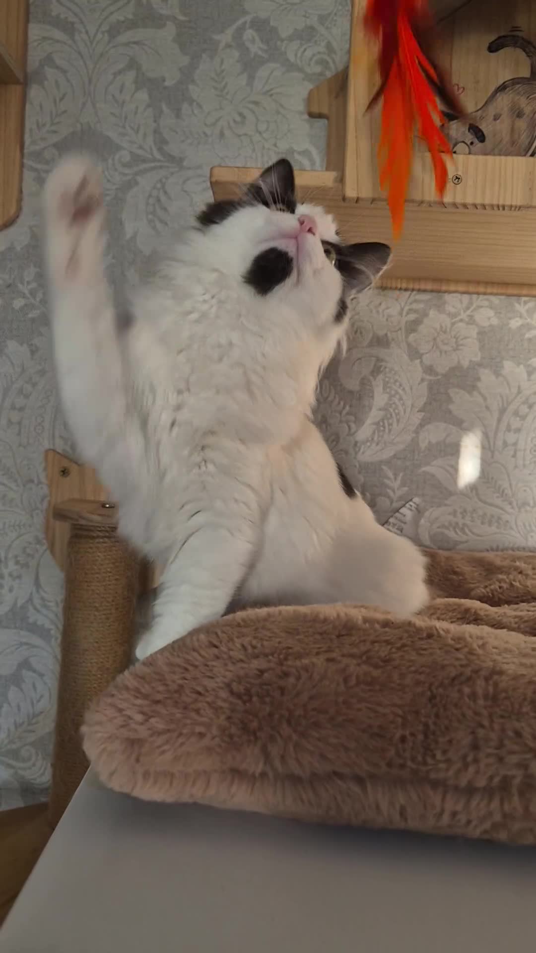 Munchkin cats for sale: Purebred TICA registered Munchkin kittens - Video 2
