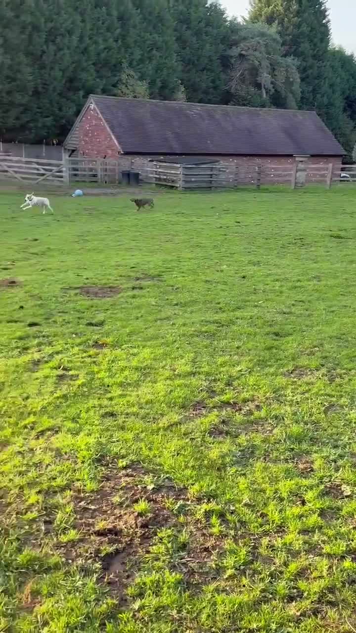 Mixed Breed dogs for adoption: Busy Tizzy – 5 Months of Fun, Love & Mischief! in Kidderminster - Video 1
