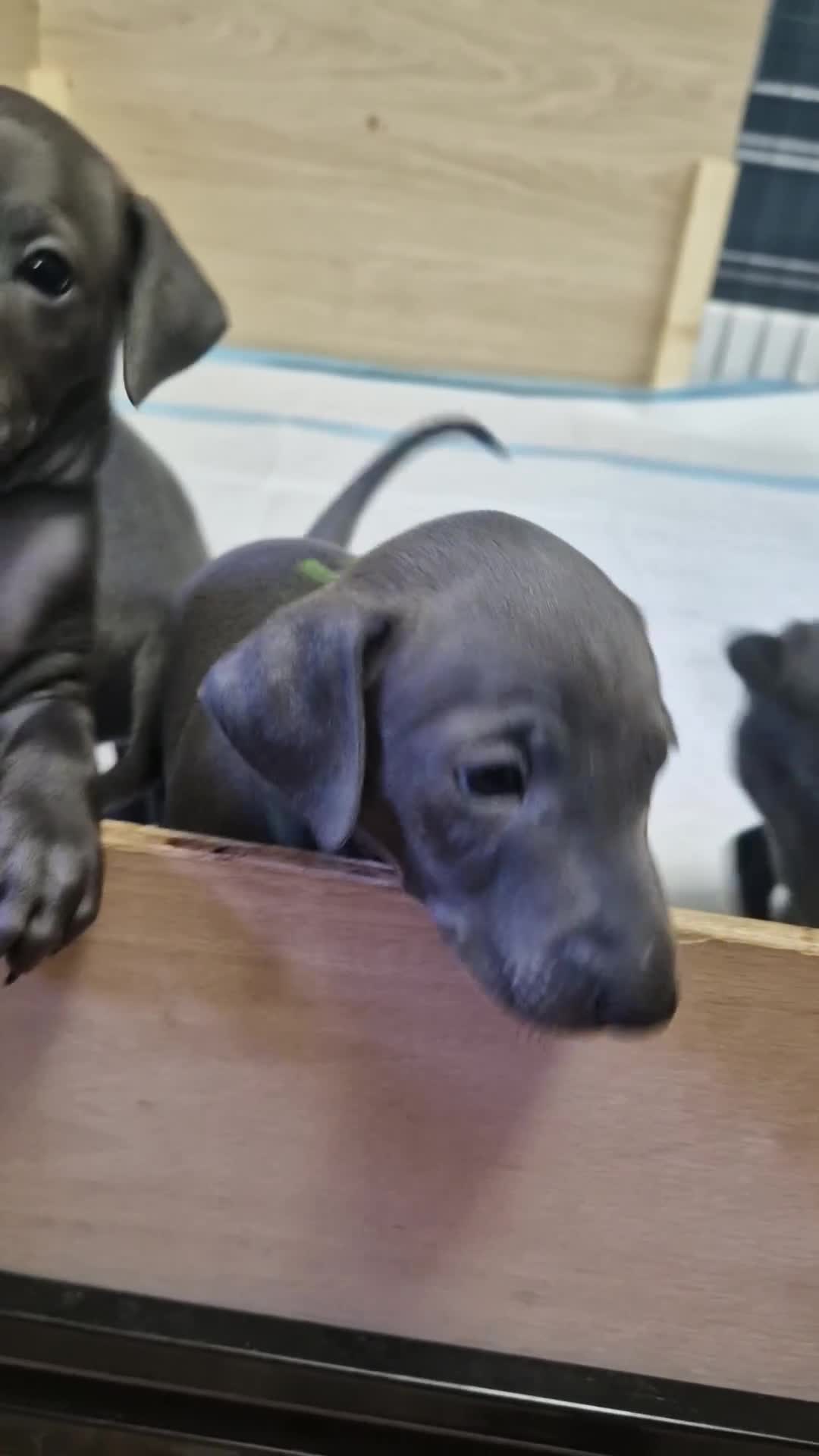 Italian Greyhound dogs for sale: 2 Stunning Italian Greyhound males left only £1800 in Norwich - Video 1