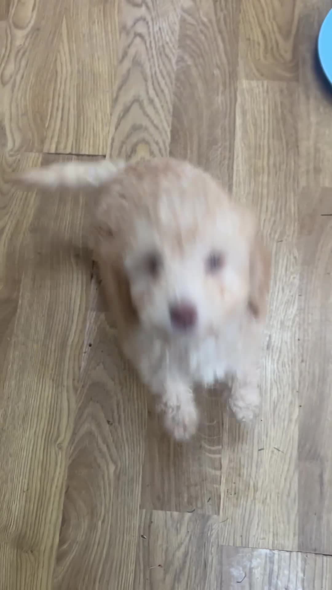 Poodle dogs for sale: Miniature golden puppy - Video 1