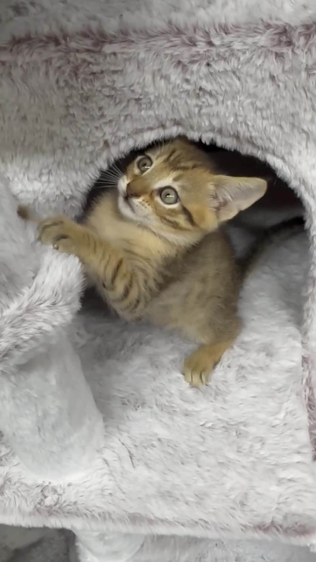 Maine Coon cats for sale: Mainecoon x  - Video 2