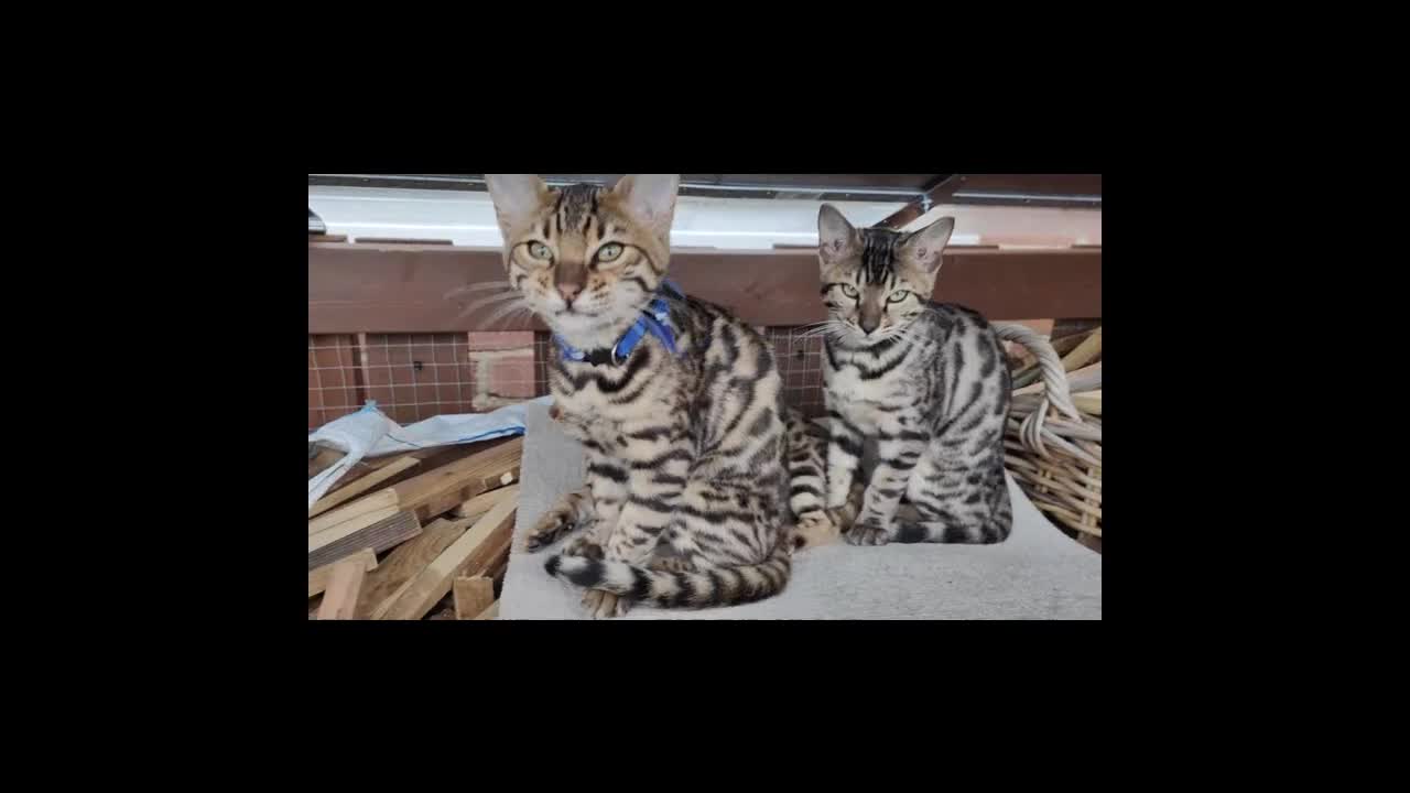 Bengal cats for sale: 1no. Female & 1no. Male Bengal Kittens available - Video 3