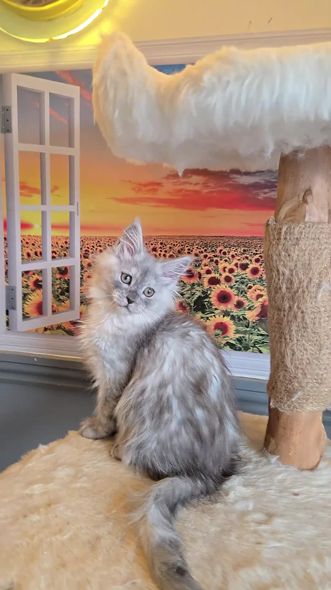 Maine Coon cats for sale: Stunning GCCF Maine Coon kittens - Video 1