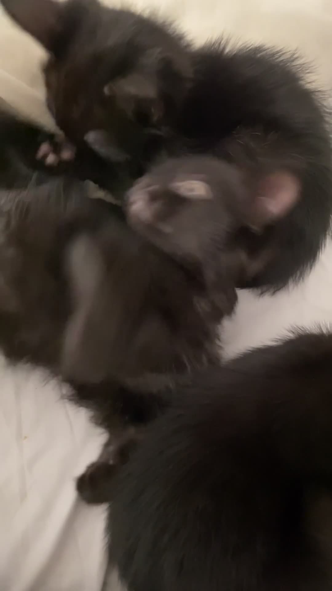 Bengal cats for sale: 3 black bengal kittens  - Video 5