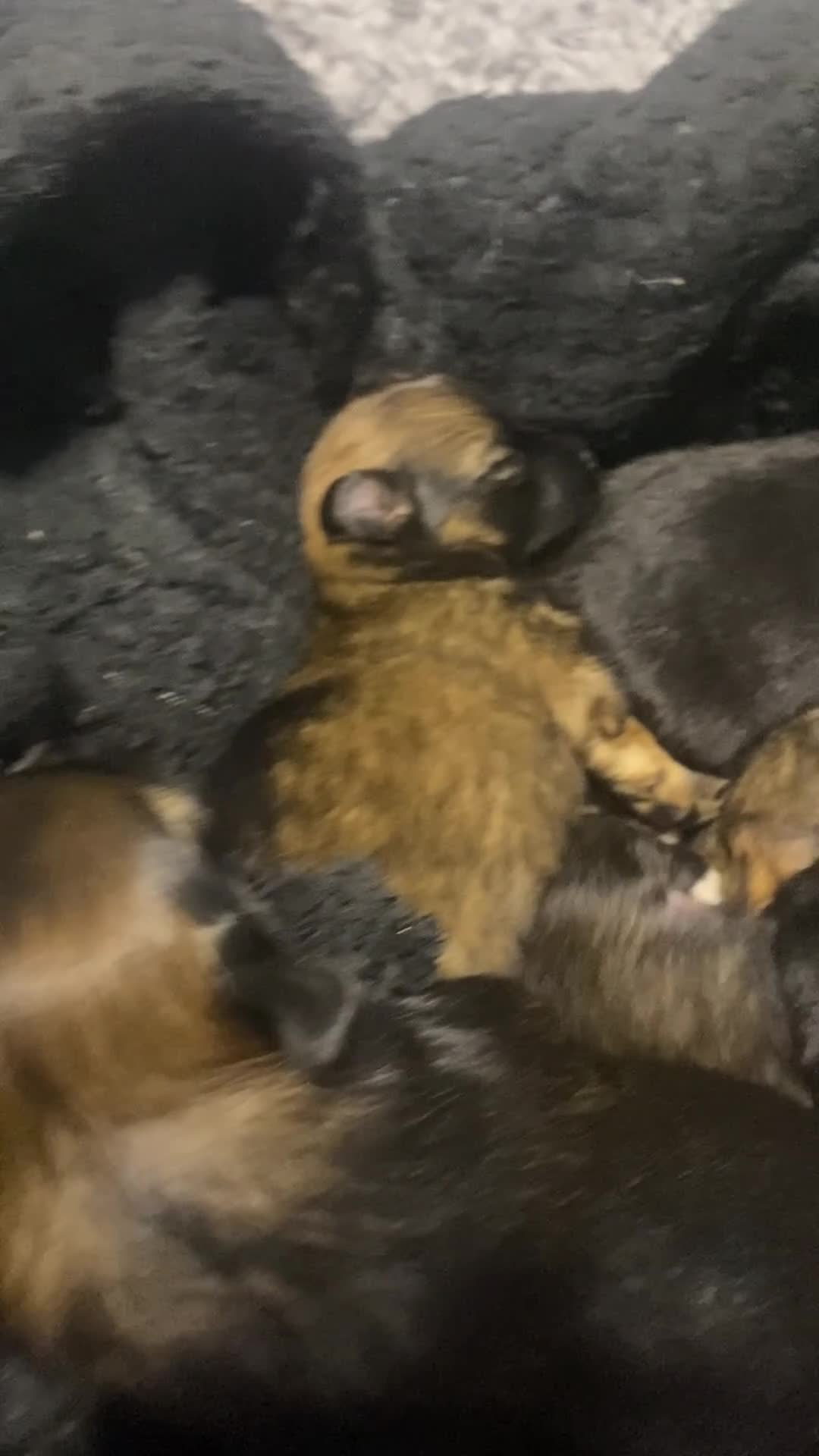 Mixed Breed dogs for sale: Beautiful malipom fluffy bundles of joy - Video 1