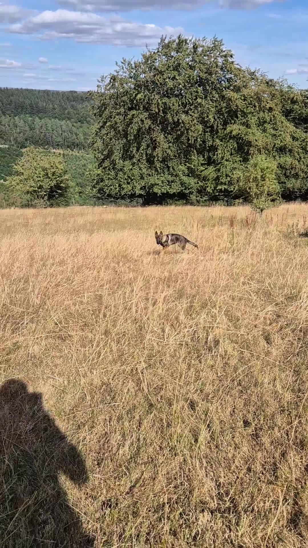 German Shepherd dogs for sale: Working-Line German Shepherd Bitch – 24 Weeks in Blackwood - Video 1