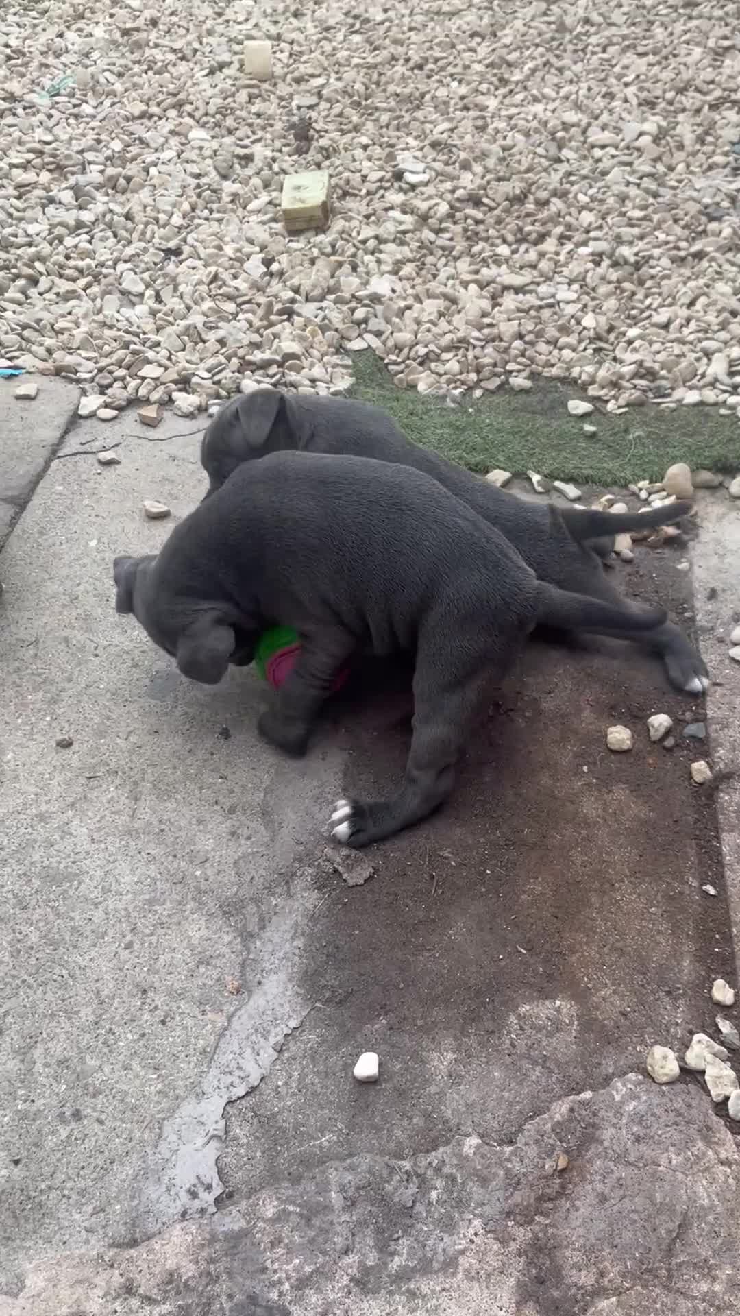 Staffordshire Bull Terrier dogs for sale: 1 little girl pedigree full of 20 champions  - Video 1