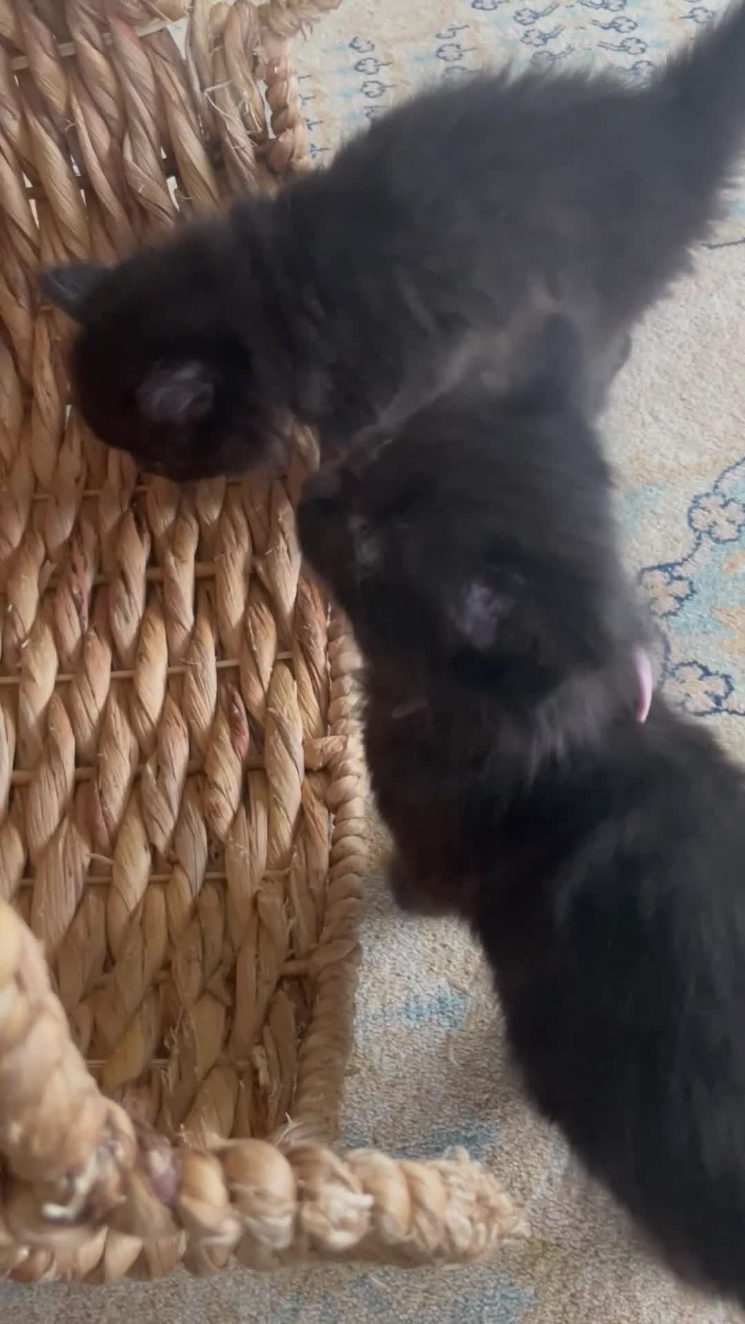 Mixed Breed cats for sale: Ragdoll mix beautiful black babies - Video 2