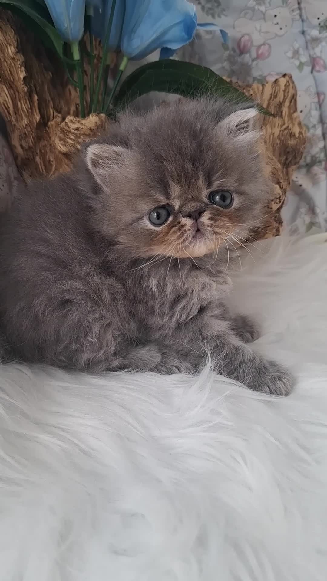 Persian cats for sale: Blue Persian Kittens long haired - Video 2