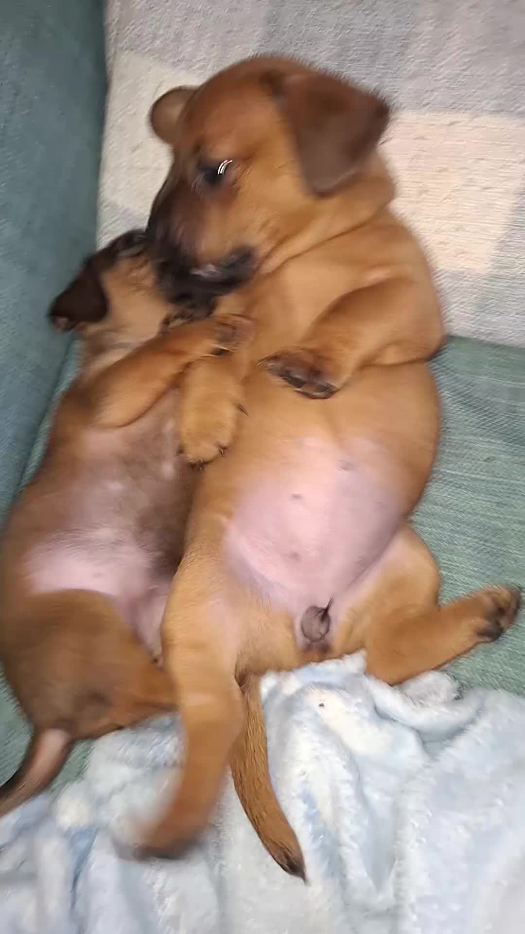 Mixed Breed dogs for sale: 🐾 Gorgeous Mixed-Breed Puppies – 🐾 - Video 1