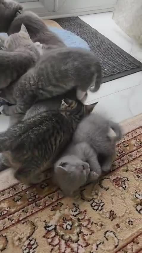 British Shorthair cats for sale: british shorthair - Video 1