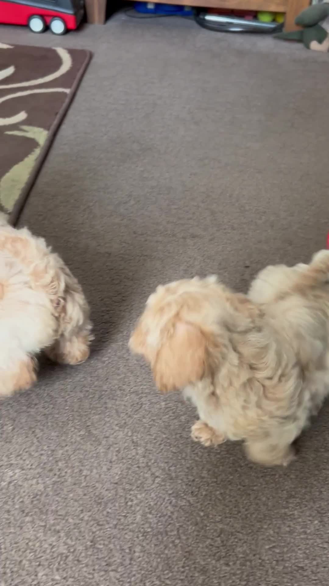 Poochon dogs for sale: Absolutely amazing Poochon Puppies - Video 1