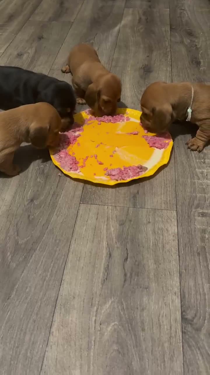 Miniature Dachshund dogs for sale: Litter of shaded red miniature Daschunds  - Video 1