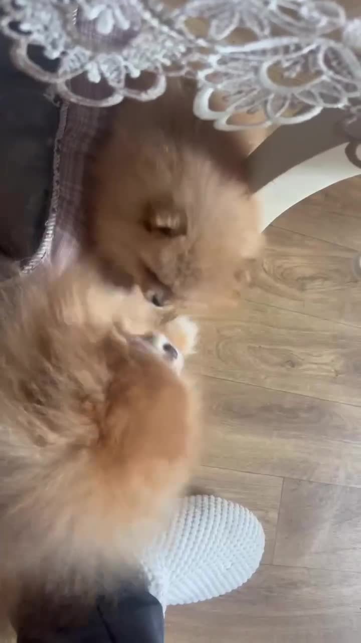 Pomeranian dogs for sale: Fabolous pomeranian female puppy - Video 3