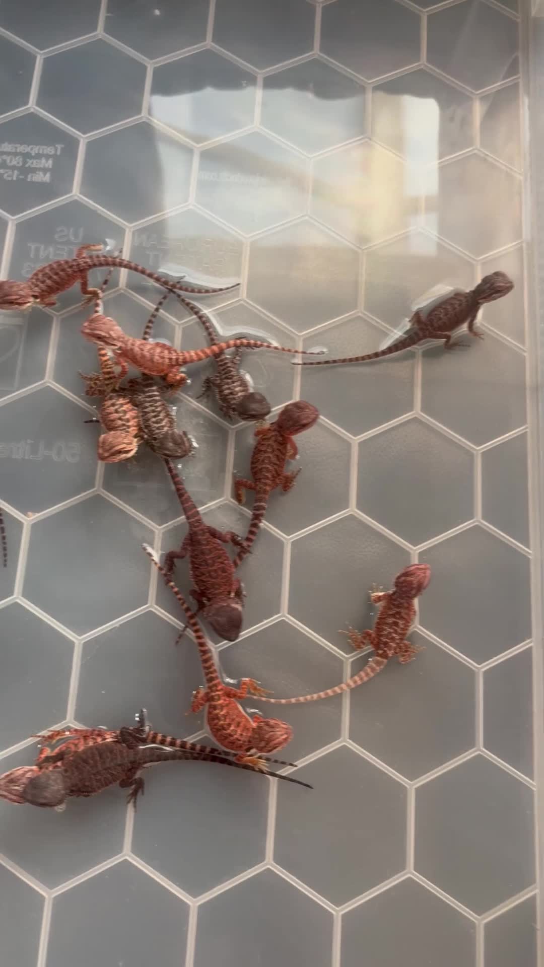 Bearded Dragon reptiles for sale: 100% red monster bearded dragon babies🐉 - Video 5