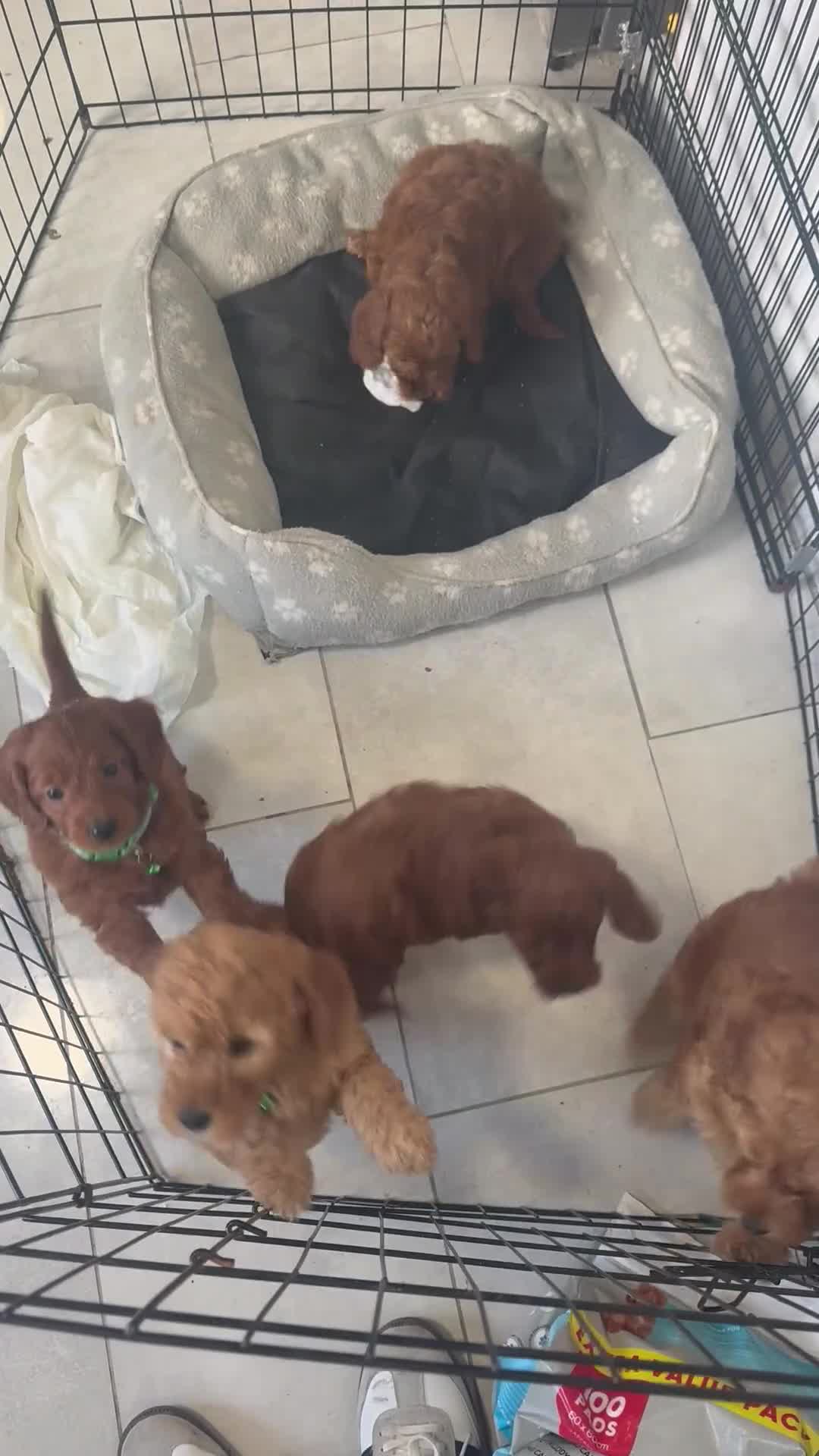 Cockapoo dogs for sale:  1200 REDUCED !!!!!READY FOR  HOME,LAST 💙❤️ - Video 1