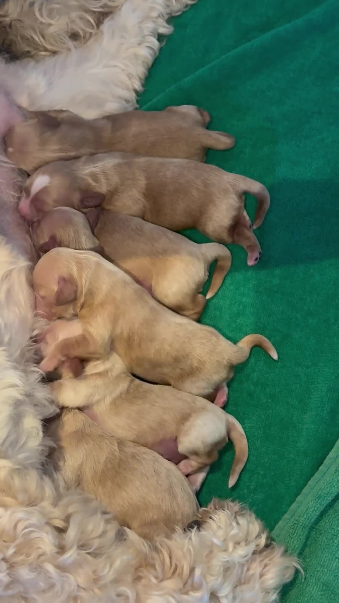 Mixed Breed dogs for sale: Beautiful Cavattoodles – Family Raised Puppies in Harlow - Video 1