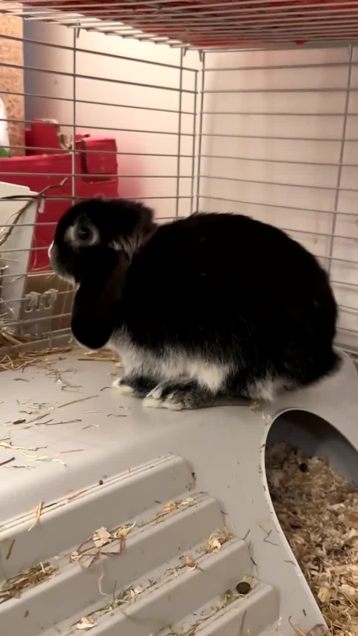 Mini Lop rabbits for sale: Mini lop rabbit - Video 1
