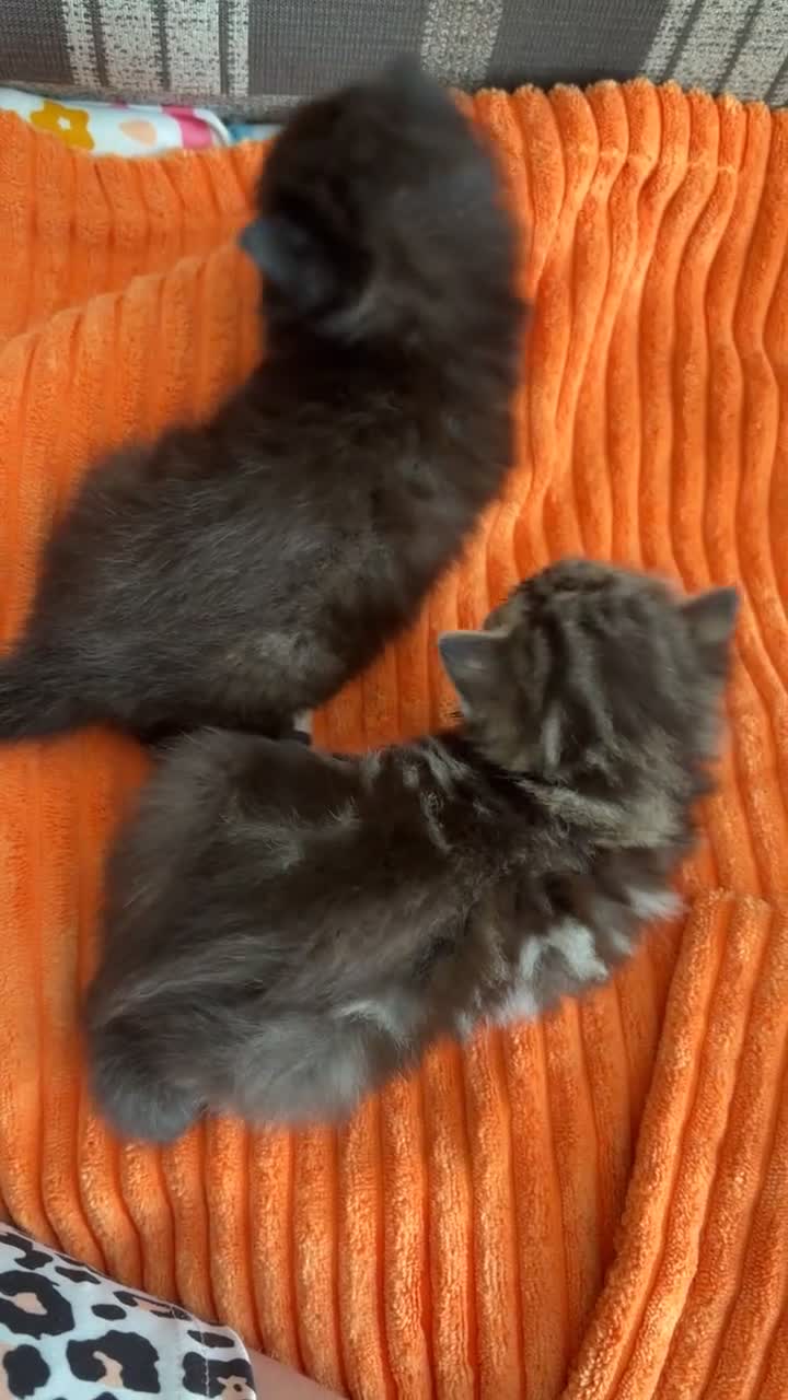 Bengal cats for sale: Bengal x nebelung girls  - Video 5