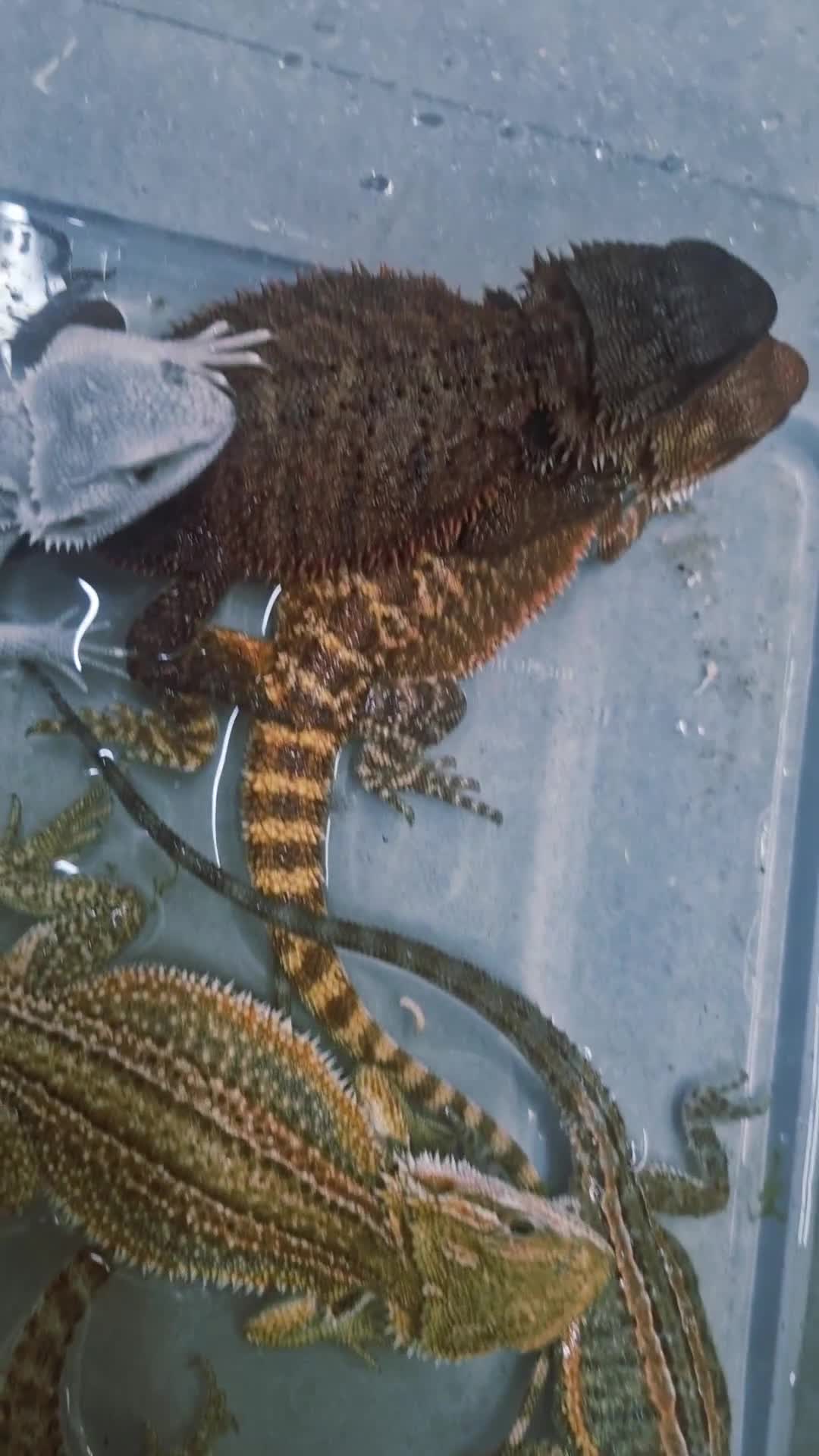 Bearded Dragon reptiles for sale: Pogona vitticeps + vitticeps/Barbata hybrids - Video 4
