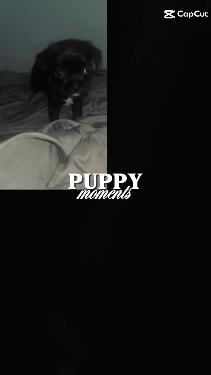 Chug dogs for sale: Chug girls for sale  - Video 1