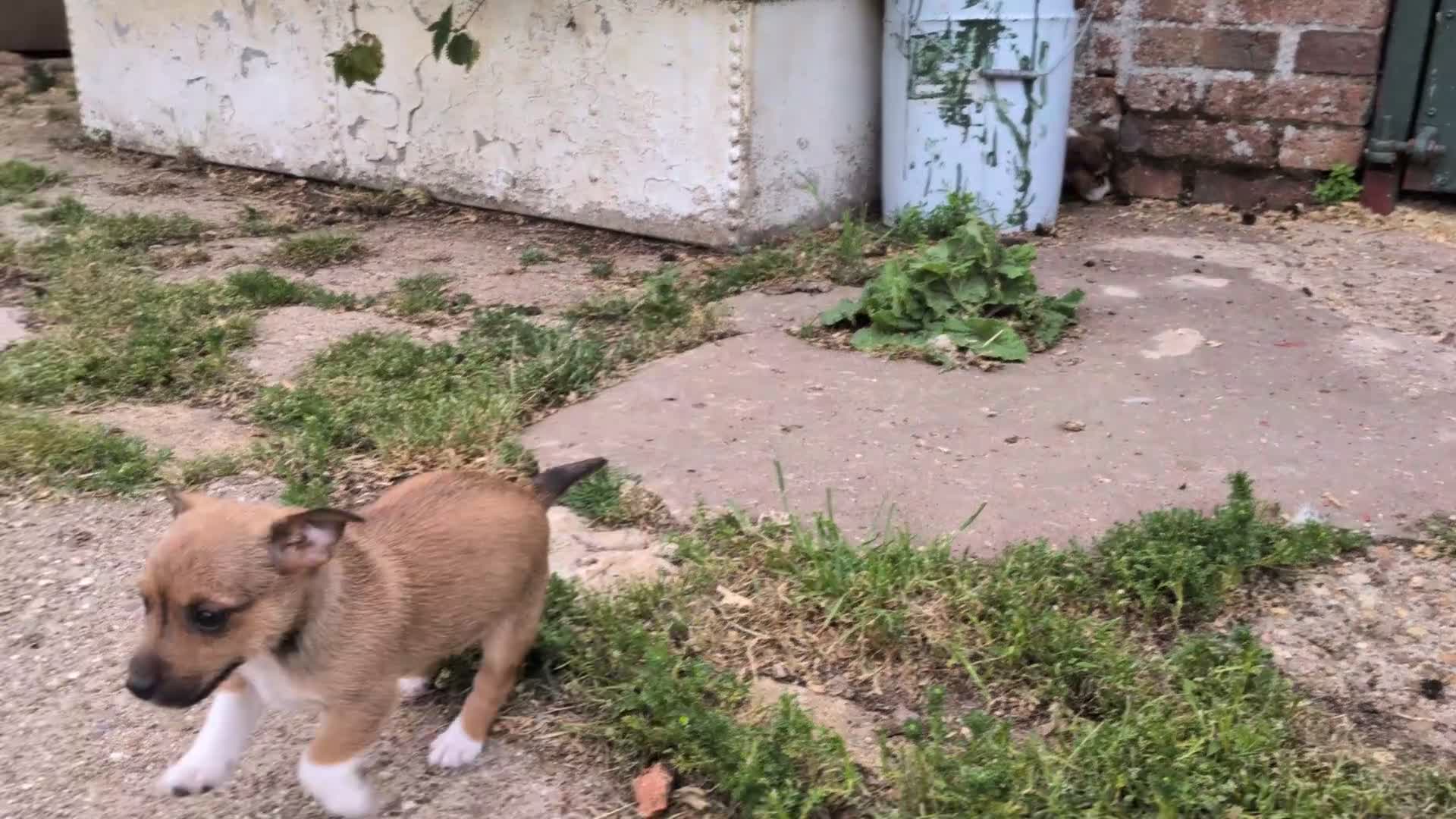 Jack Russell dogs for sale: Jack Russell Puppies - Video 1