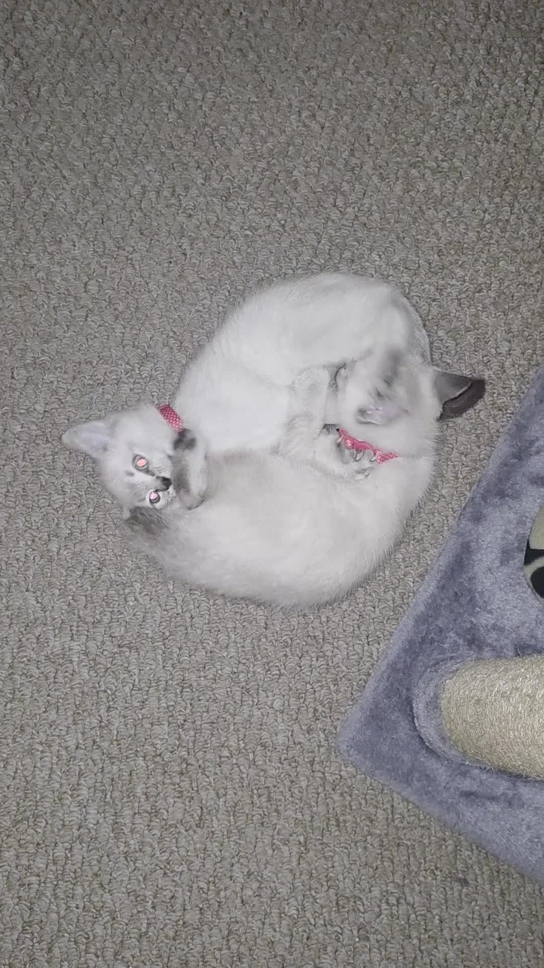 Ragdoll cats for sale: Lynx x2 £400 - Video 1