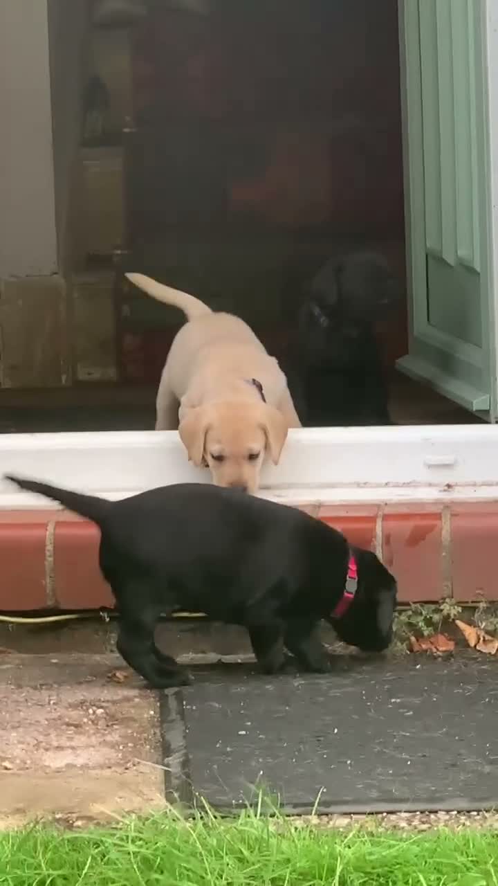 Labrador Retriever dogs for sale: 5 Labrador puppies 2 male 3 female - Video 2