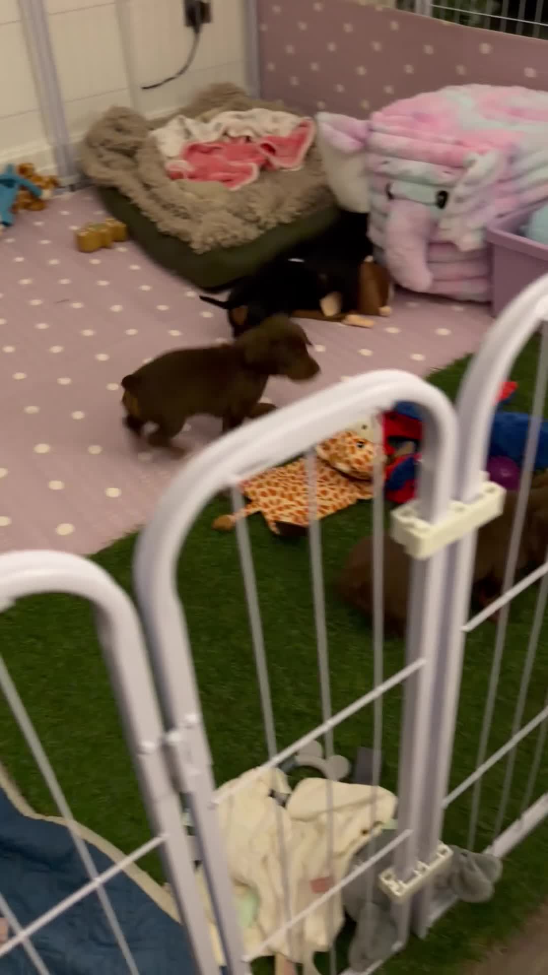 Miniature Dachshund dogs for sale: Miniature dachshund puppies - Video 1