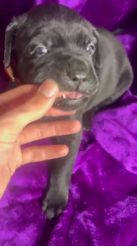 Mixed Breed dogs for sale: Cane Corso × Rottweiler/Bordeaux Puppies All Girls - Video 2