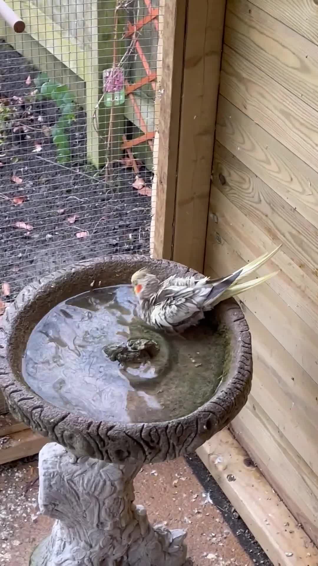 Budgerigars birds for sale:  5 * Home available for any unwanted birds.  - Video 1