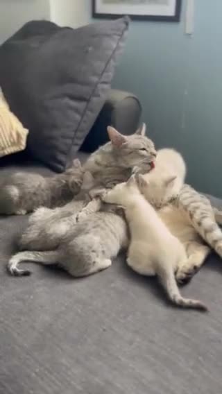 British Shorthair cats for sale: Beautiful British Shorthair Kittens... - Video 5