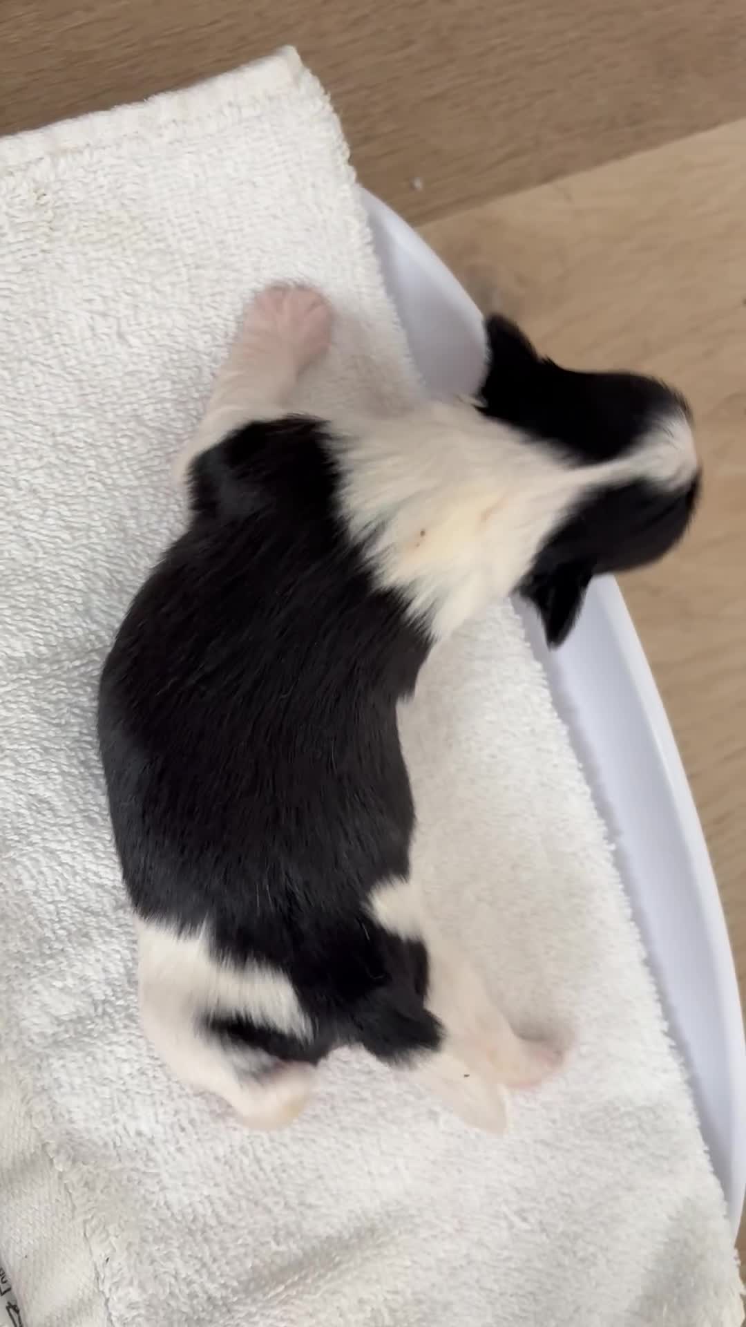 Lhasa Apso dogs for sale: 🏆 RKC Registered Lhasa Apso Puppies - Home Raised - Video 1