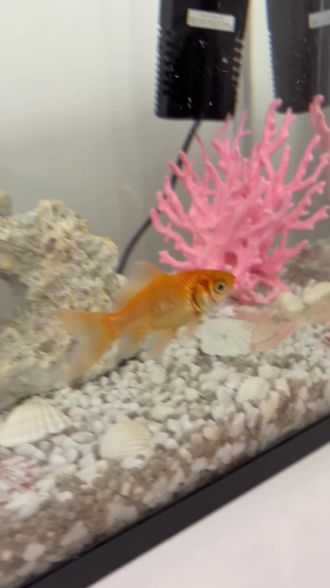 Goldfish fish for sale: Goldfish and Tank - Video 1