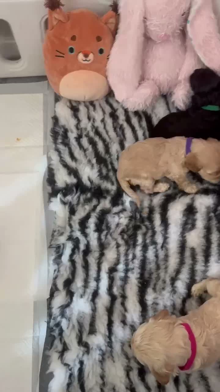 Cockapoo dogs for sale: Exceptional F1 Miniature Cockapoo Puppies  - Video 1