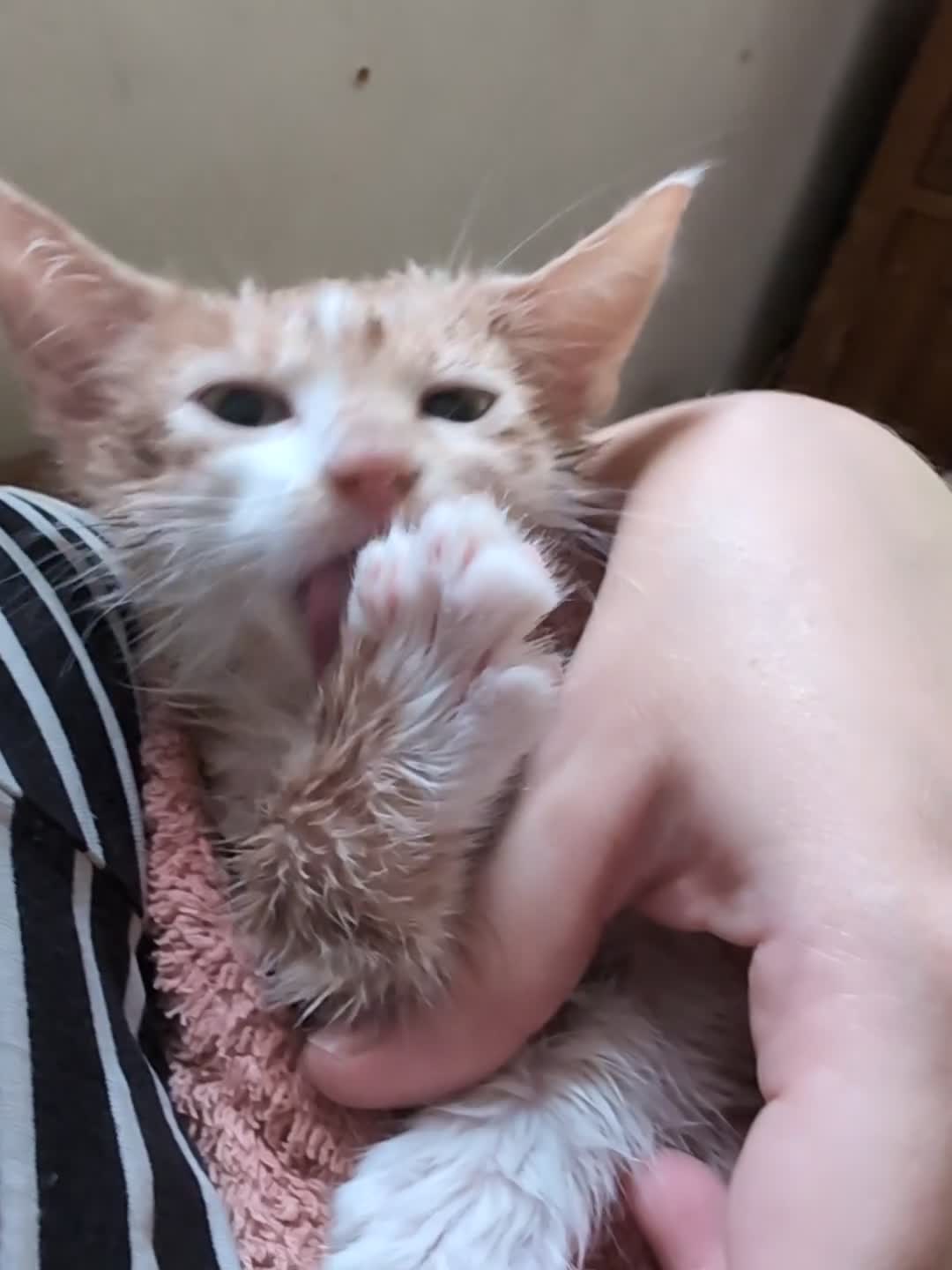 Mixed Breed cats for sale: Rare colouring ~ Available Now  - Video 1