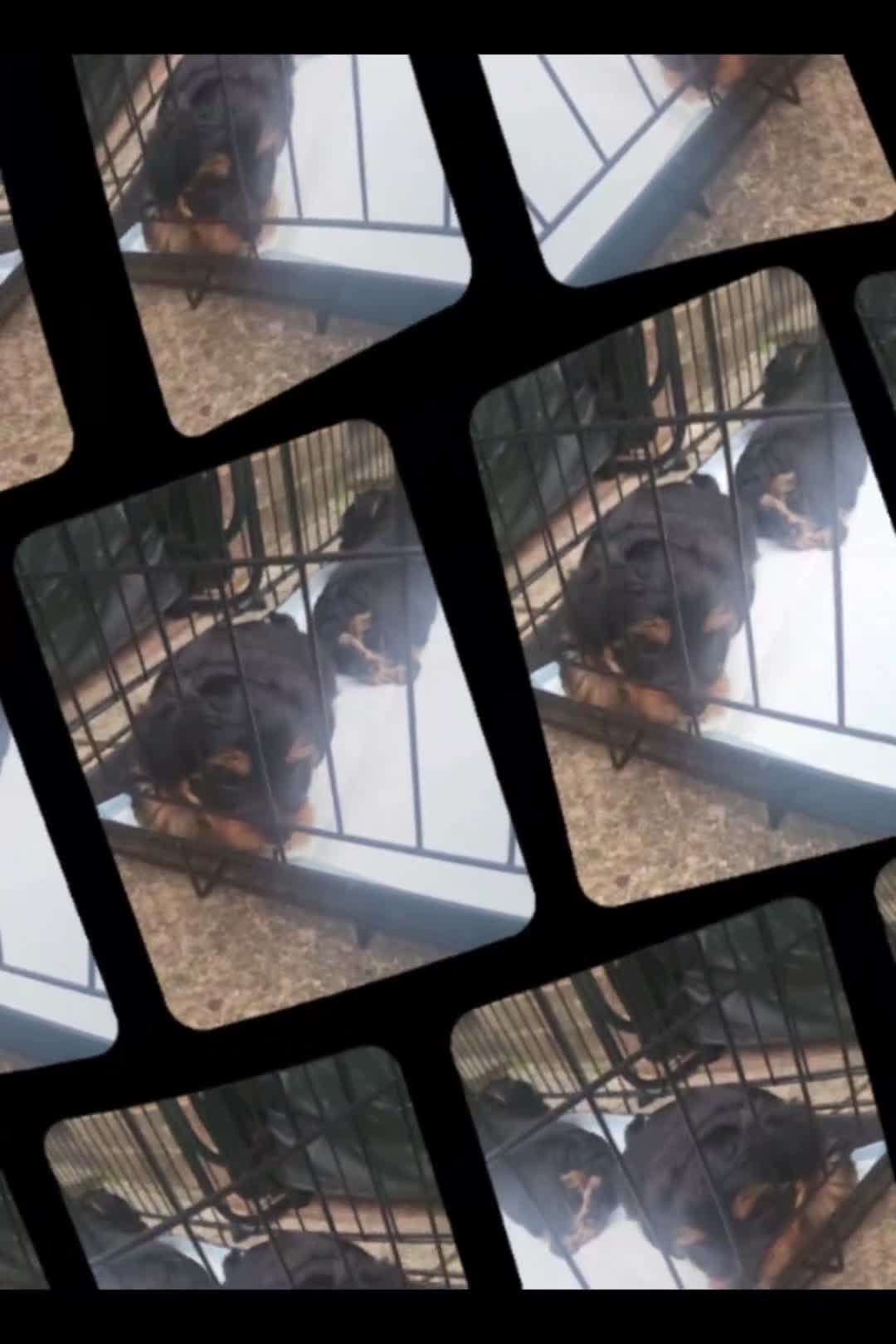 Yorkshire Terrier dogs for sale: 💖 Stunning Yorkshire Terrier Puppies in Derby - Video 2