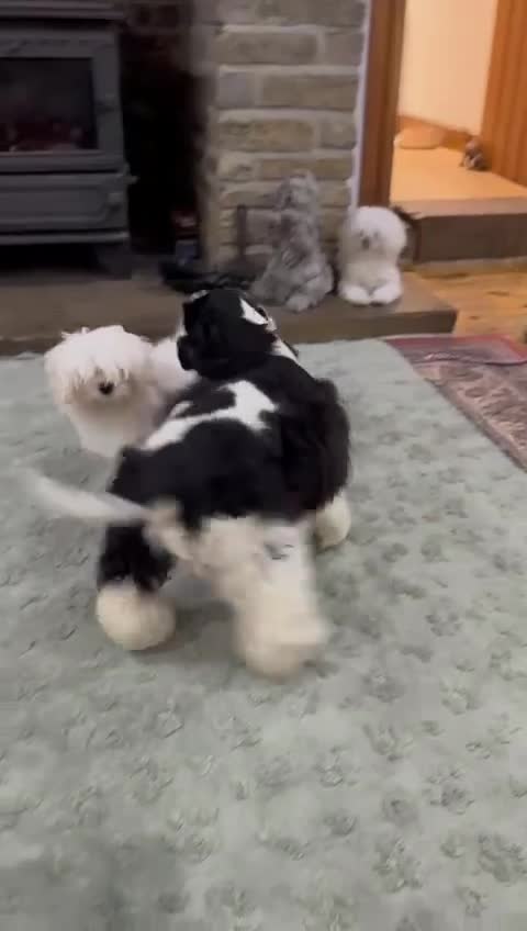 American Cocker Spaniel dogs for sale: American Cocker Spaniel Puppy - Video 1