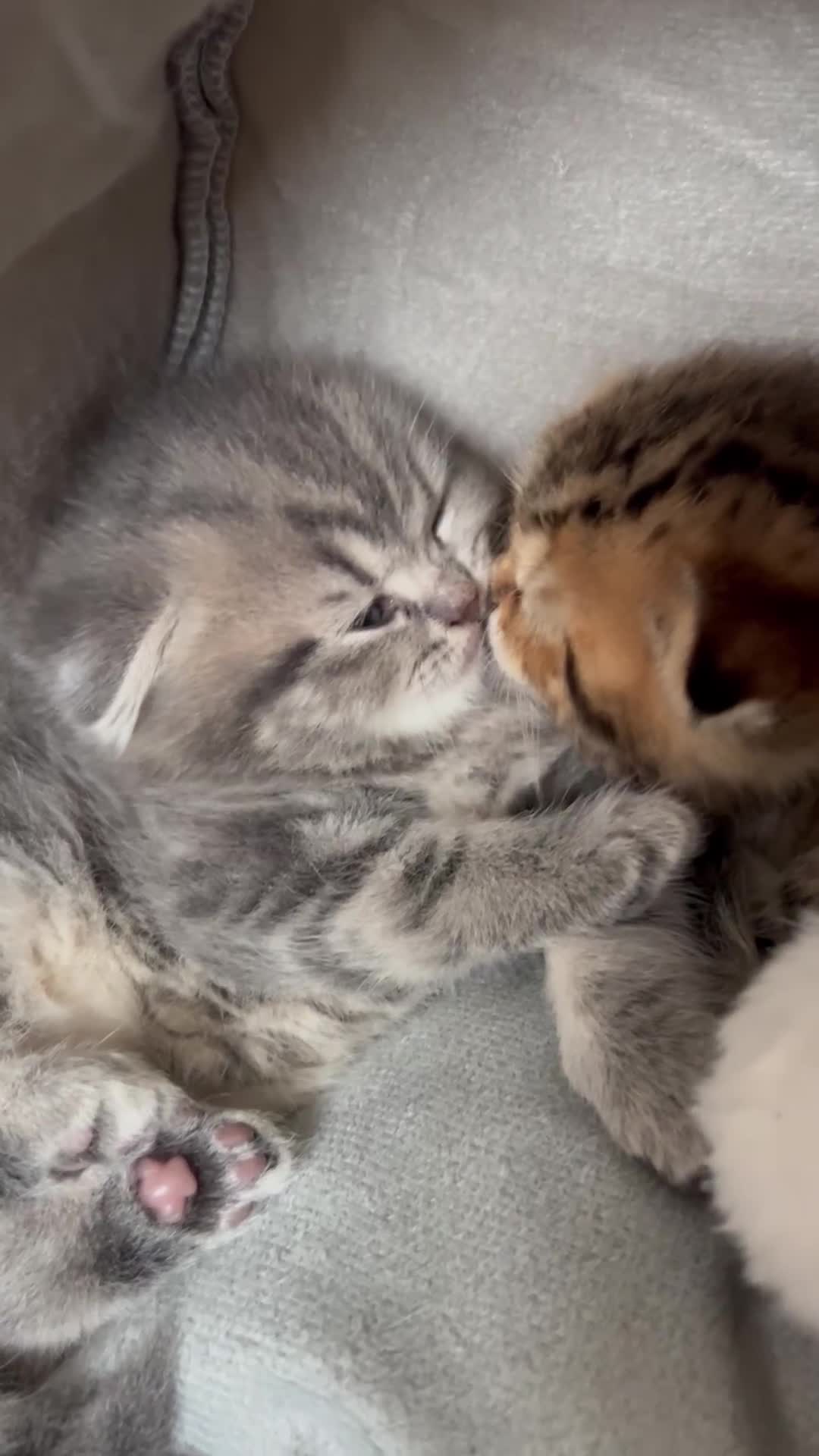 Scottish Fold cats for sale: Pure breed SCOTTISH FOLD - Video 2