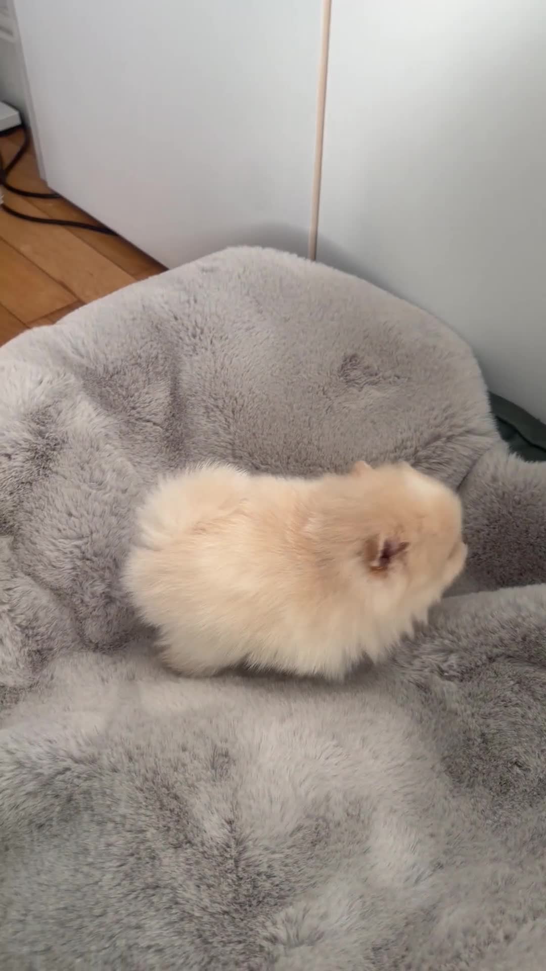 Pomeranian dogs for sale: Stunning Pomeranian Females KC reg. Russian lines - Video 1