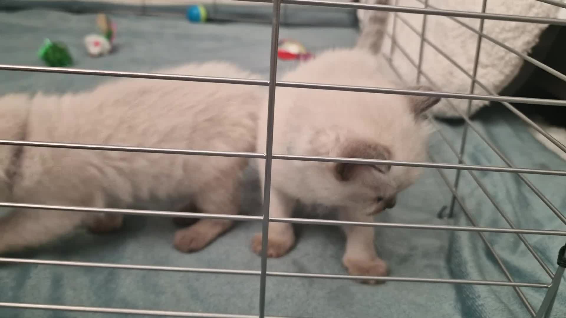 Ragdoll cats for sale: Beautiful little of 4 ragdoll kittens - Video 1