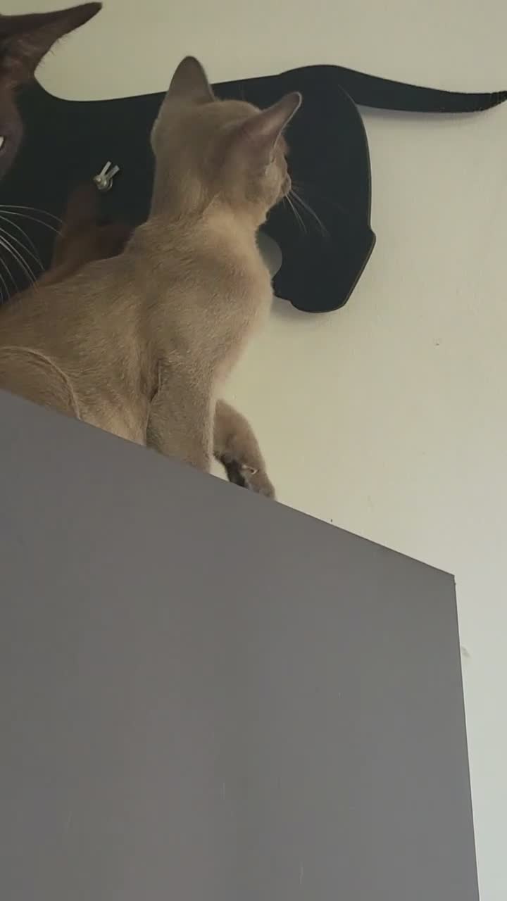 Burmese cats for sale: Pedigree brown male Burmese kitten  - Video 1