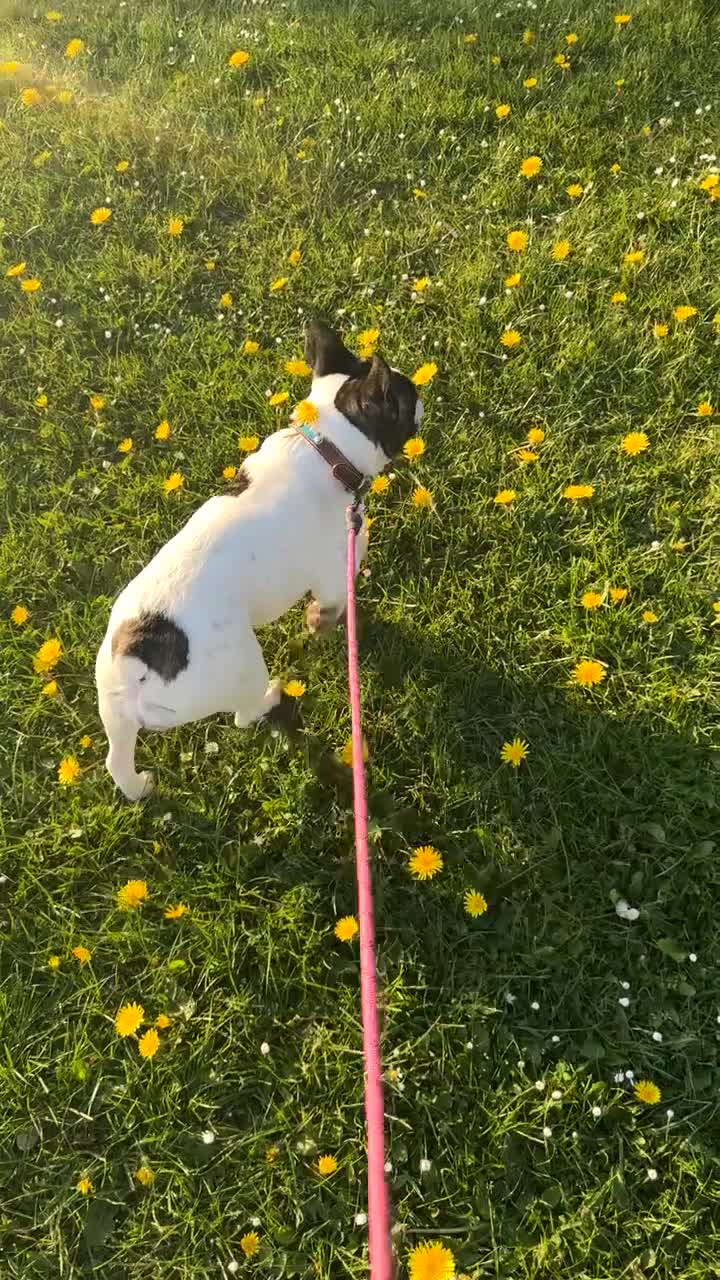 French Bulldog dogs for sale: French Bulldog girls - Video 2