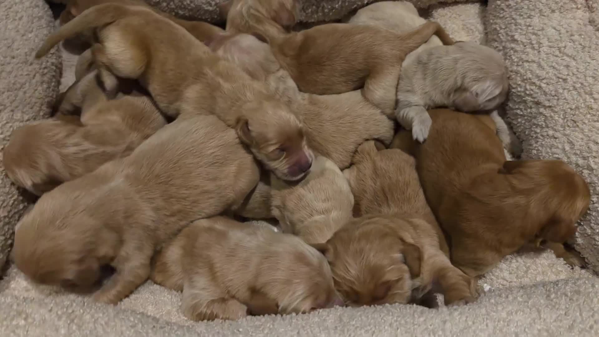 Golden Retriever dogs for sale: Golden retriever champion bloodline puppies. - Video 2
