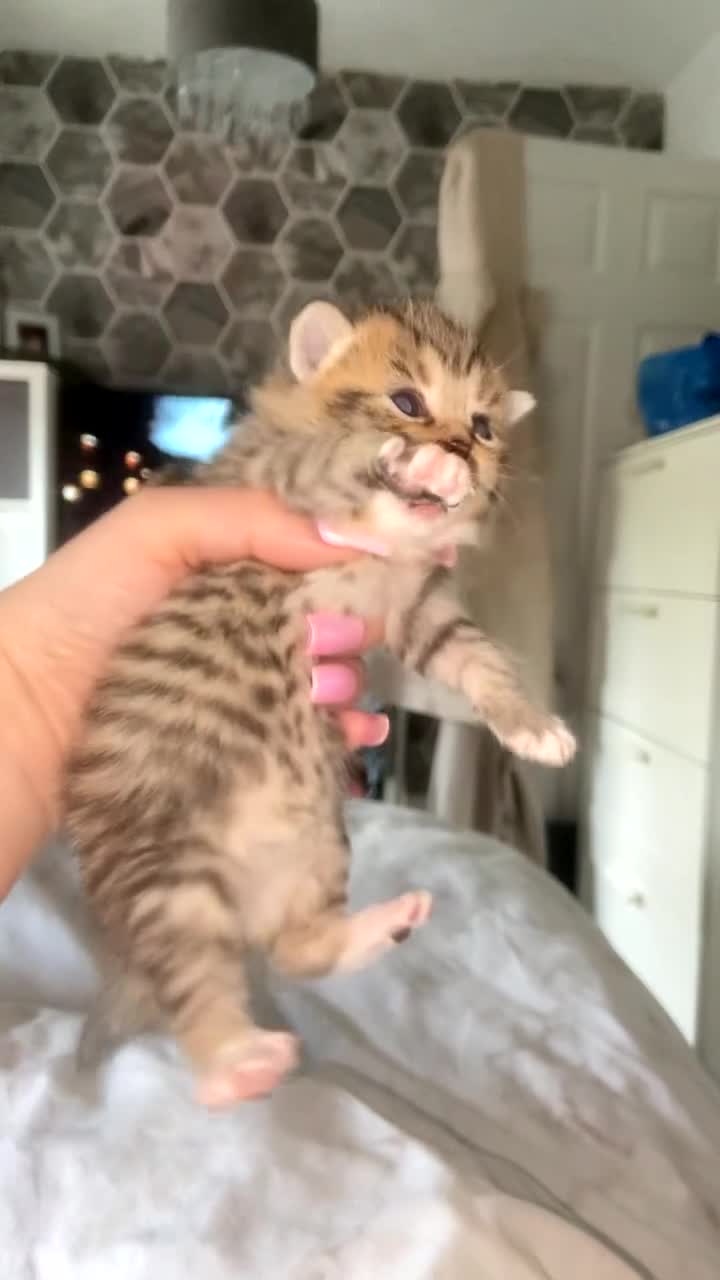 Mixed Breed cats for sale: 6 x Stunning Mixed Bengal/British Shorthair Cross  - Video 2