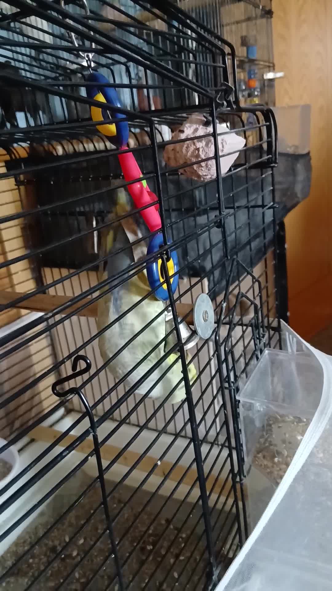 Budgerigars birds for sale: Budgerigar  - Video 1