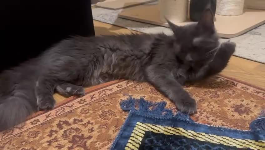 Maine Coon cats for sale: ✨ Beautiful Maine Coon Ex-Queen ✨ - Video 1