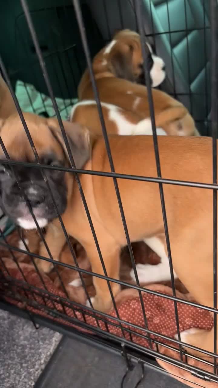 Boxer dogs for sale: Reduced champion bloodline-11 weeks old 🐾  - Video 1