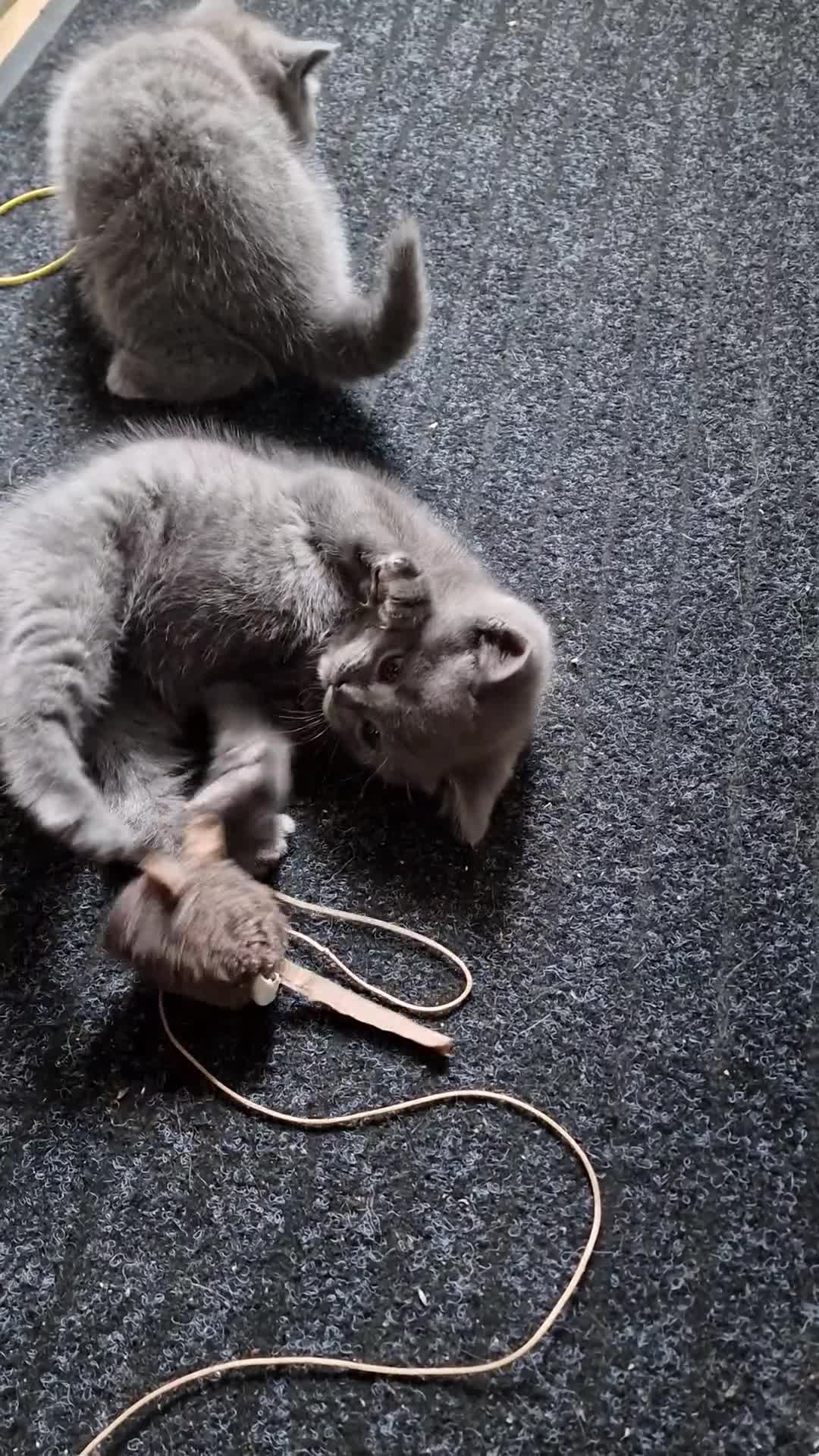 British Shorthair cats for sale: Pedigree british shorthair kitten - Video 2