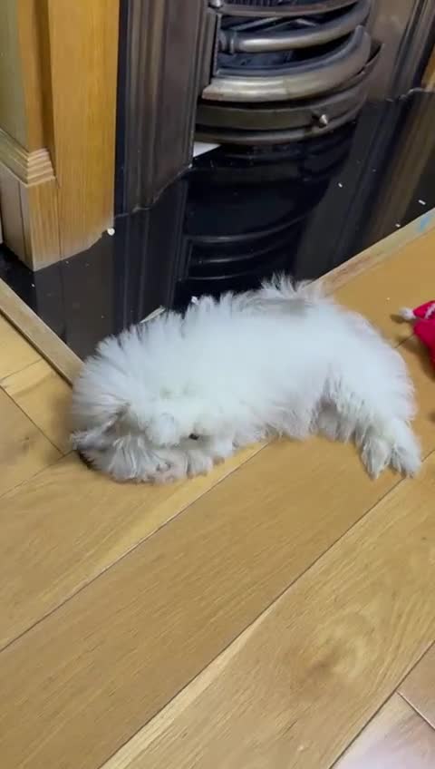 Pomchi dogs for sale: Pomeranian  - Video 2